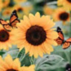 Meet your Posher, Gabby